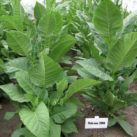 Habano 2000, Tobacco Seed - Packet image number null